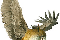 griffioen griffioen