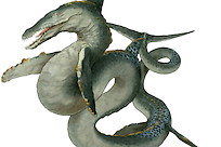 ketos ketos